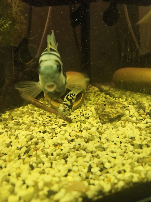 Pielęgnica TAYGER BLU