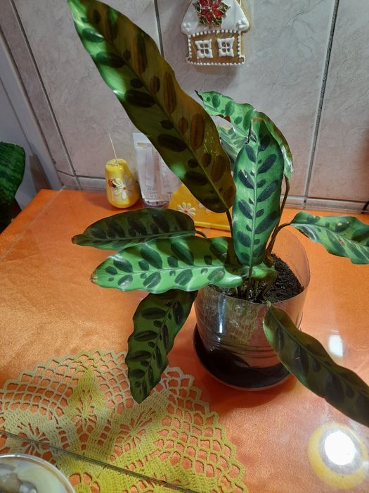 Растение как эталон уюта