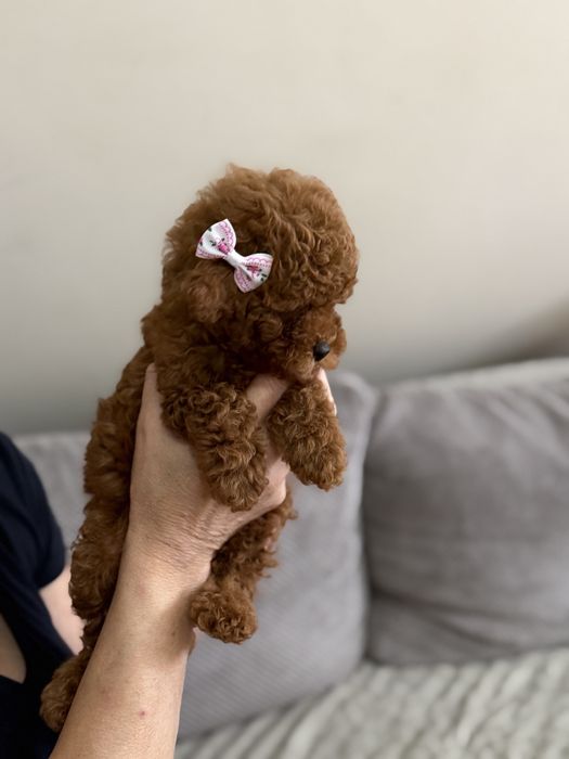Pudel toy malutka suczka gotowa do odbioru