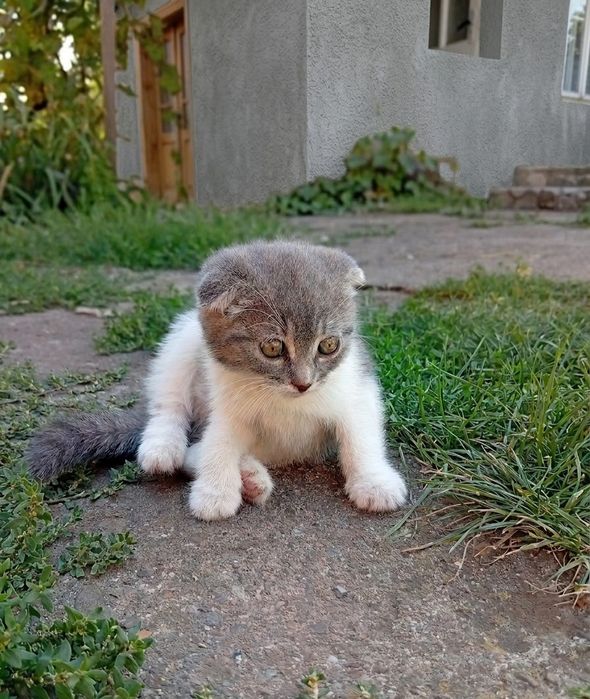 Кошенятка шотландські
