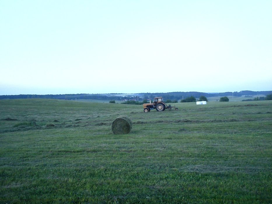 Siano w belach, tegoroczne.