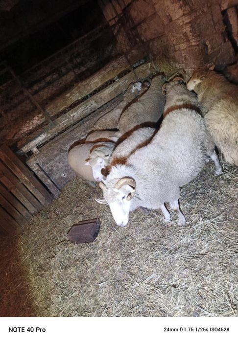 Sprzedam owce i barany