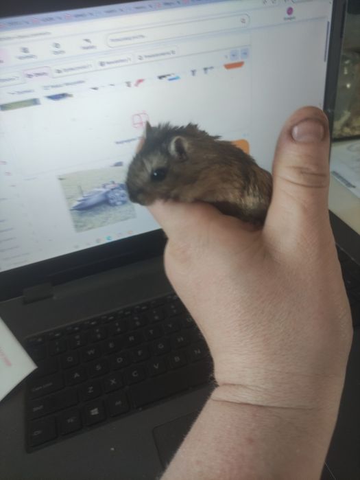 Myszoskoczki samiczki i samce