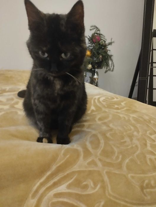 Віддам котика в гарні руки