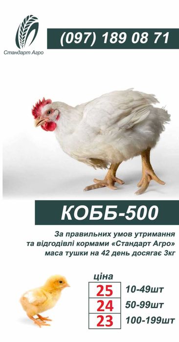 Бройлер КОББ 500 на март