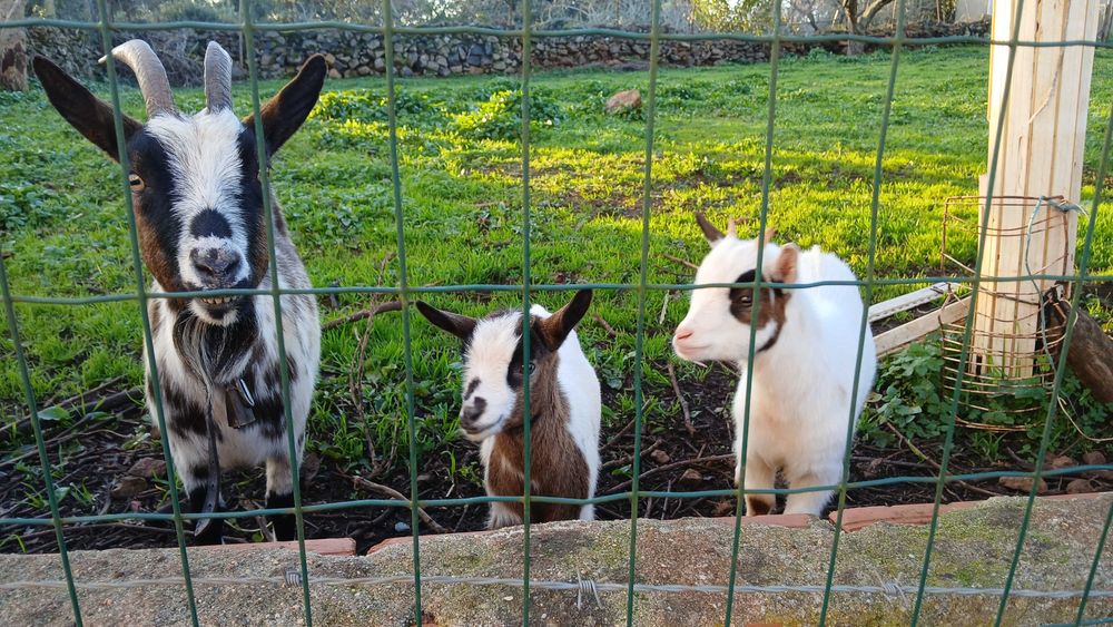Cabras anãs muito meigas