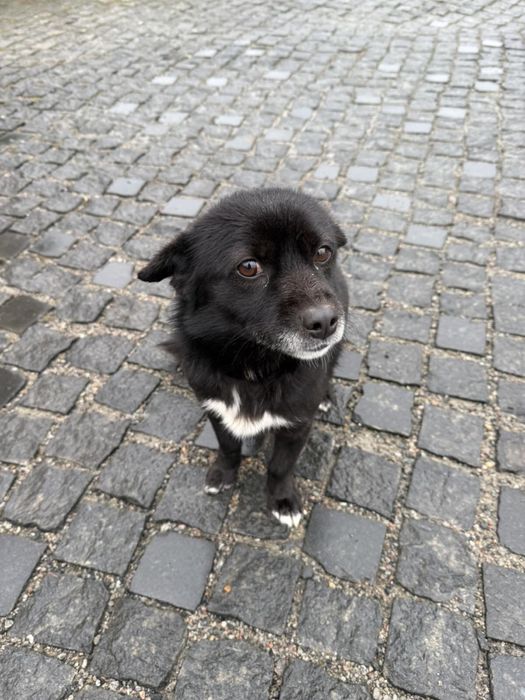 Маленький песик ищет дом