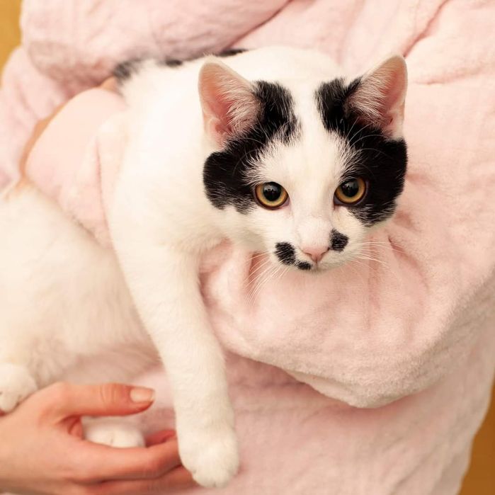 Stanisław kot szuka domu! Kotek kociak