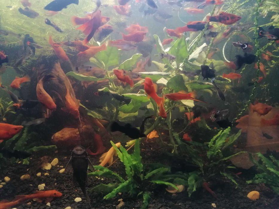 Rybki akwariowe mieczyki i molinezje