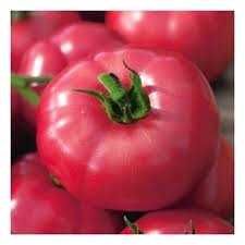 rozsada pomidora malinowy niski/ ożarowski