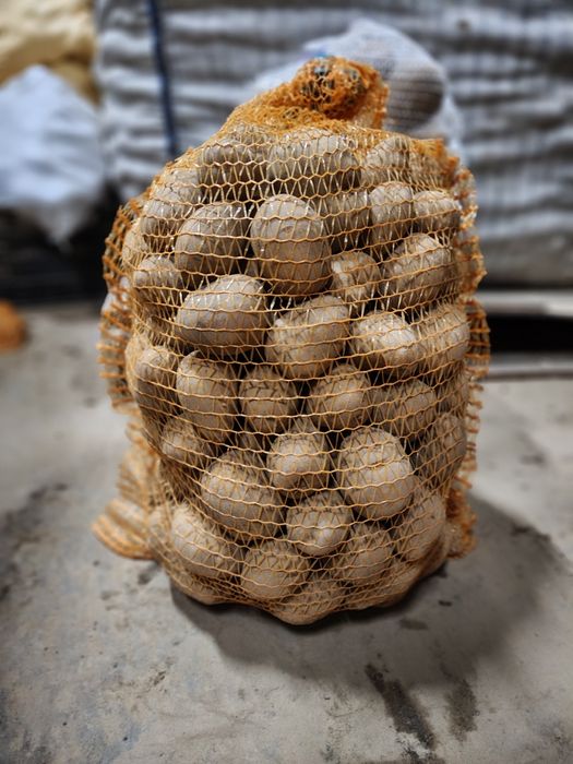 Ziemniaki jadalne GAYA