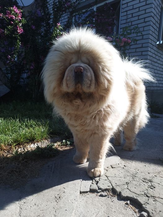 Чау -чау кобель.