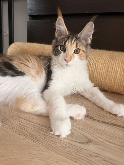 Kotka Maine Coon Lumi Serce Taranisa*PL