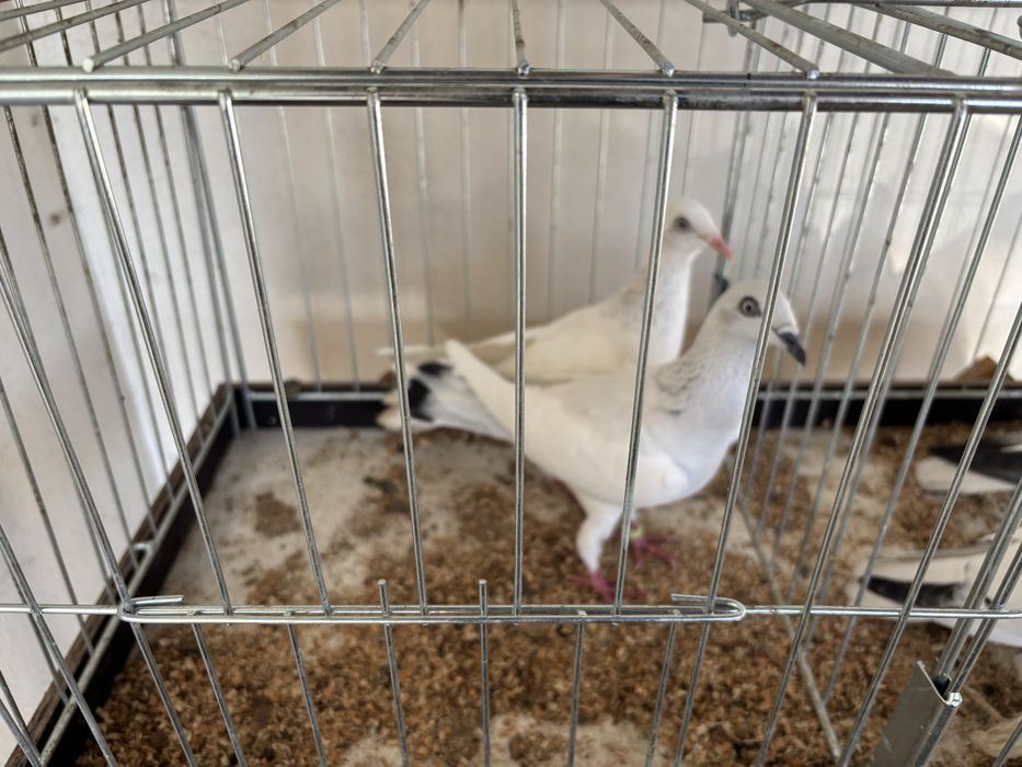 Sprzedam gołębie