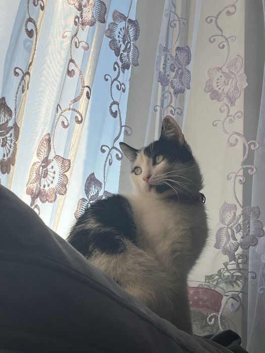 Zaginął kot w okolicach Tczewa