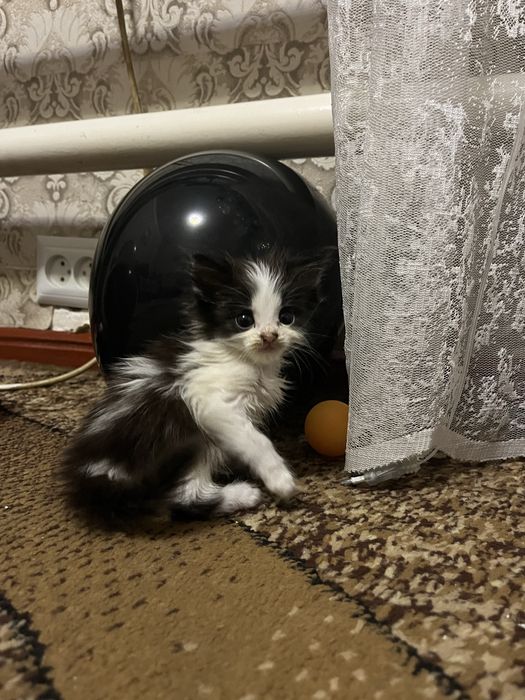 Котинятко дівчинка відамо в гарні руки