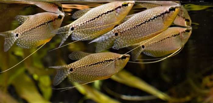 Gurami mozaikowe Trichogaster leeri