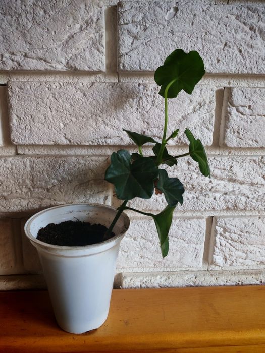 Пеларгонія плющелисна 70 грн.