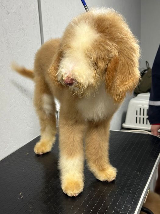 Королевский китайский гигант пудель/лабродудль