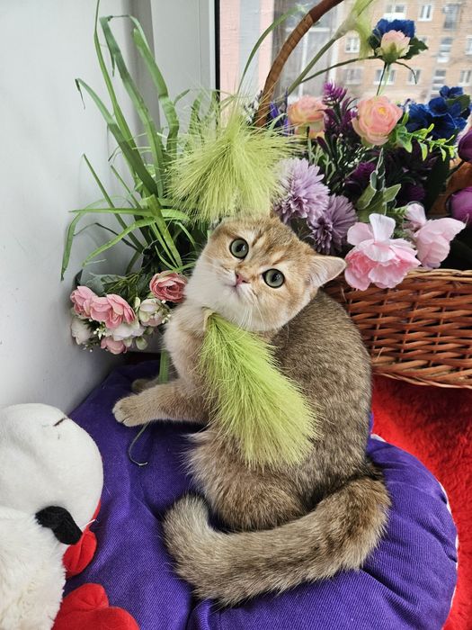 Золотая британская шиншилла кошечка кошка котята дівчинка