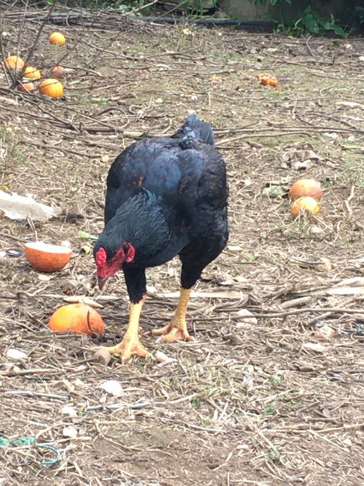 Cornish pardo faisão