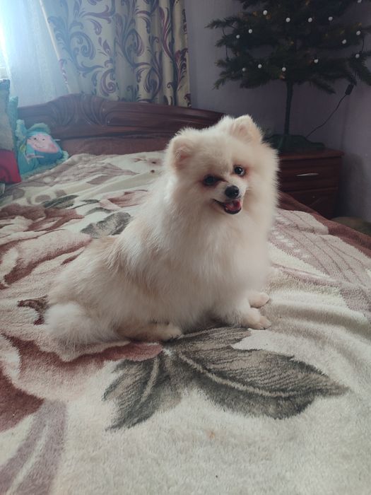 Померанський шпіц