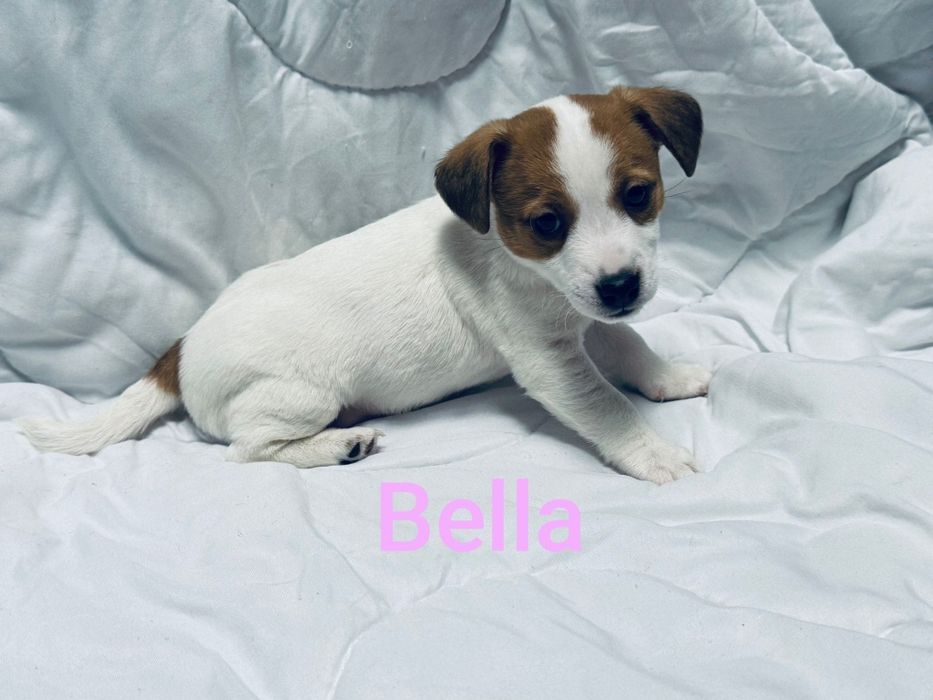 Suczki Jack Russell terrier