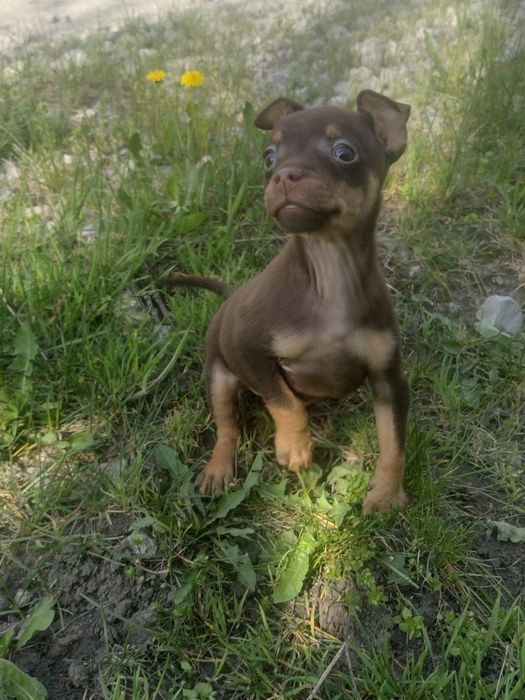Хлопчик та дівчинка, той тер'єр
