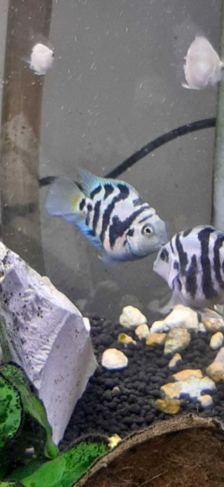 Peixes Bicos de Papagaio Blue Sapphire e Polar