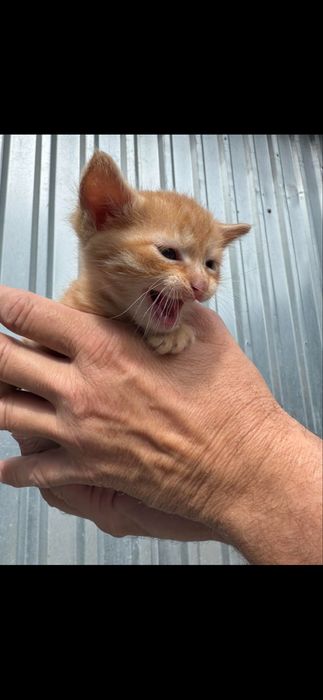 Котята в хорошие руки,даром