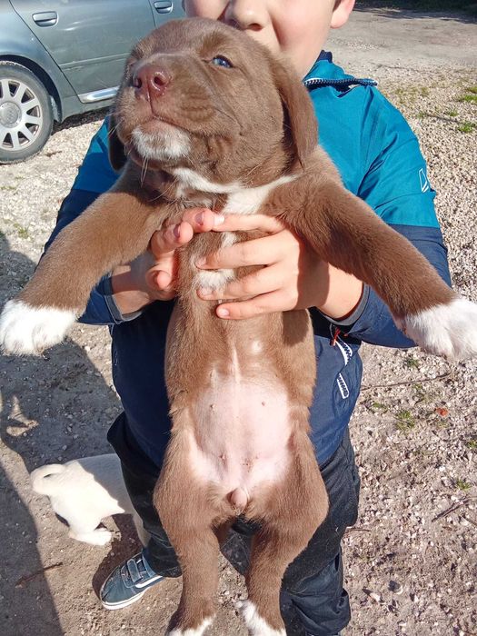 Dou Cachorros cruzados
