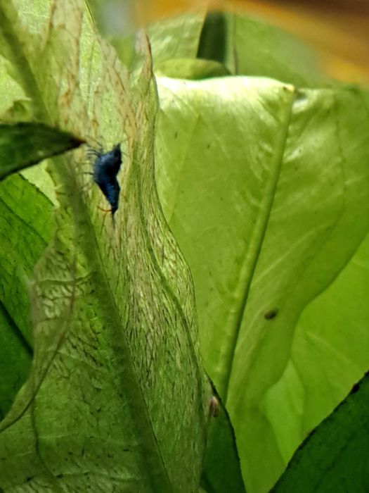 Camarões Neocaridina Blue Dream