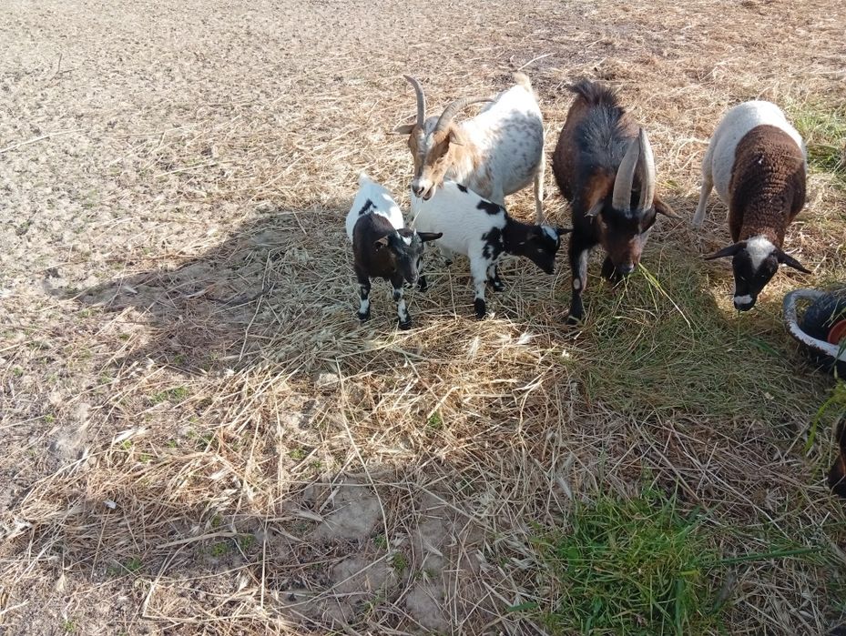 Cabras bebes anãs