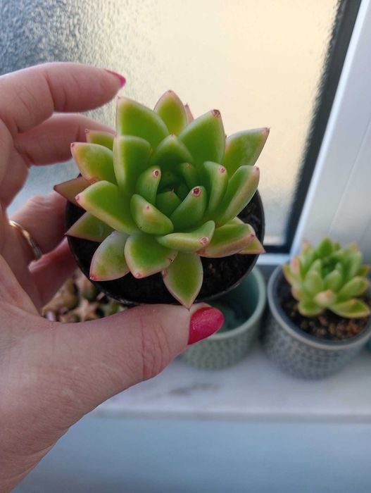 Planta Suculenta