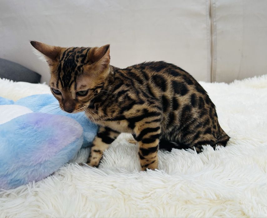 Przepięknej urody kocurek bengalski