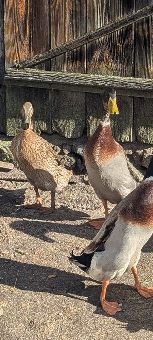 Індійські бігунки парами , молодь