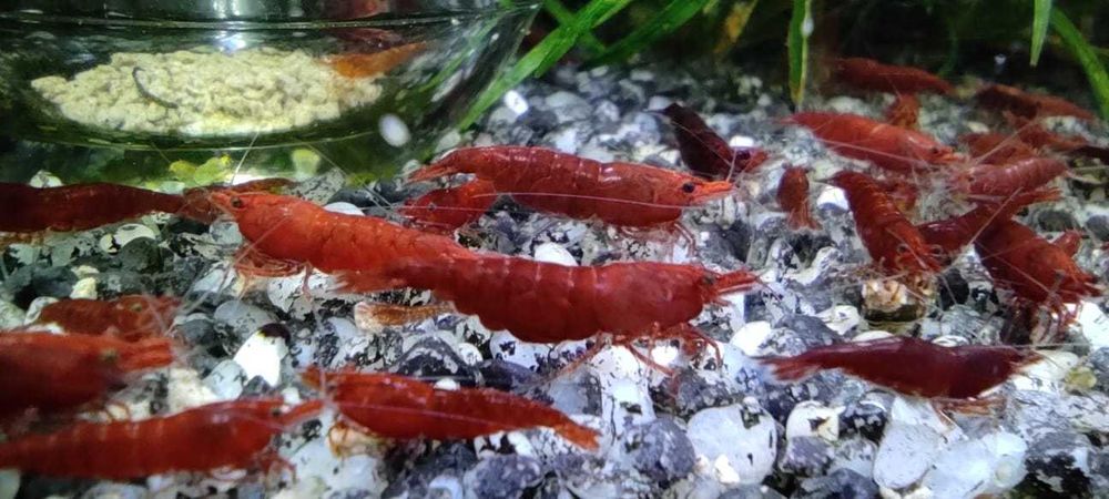 Продам Креветки вишня/чері (Neocaridina, Red Cherry Shrimp) САМОВИВІЗ