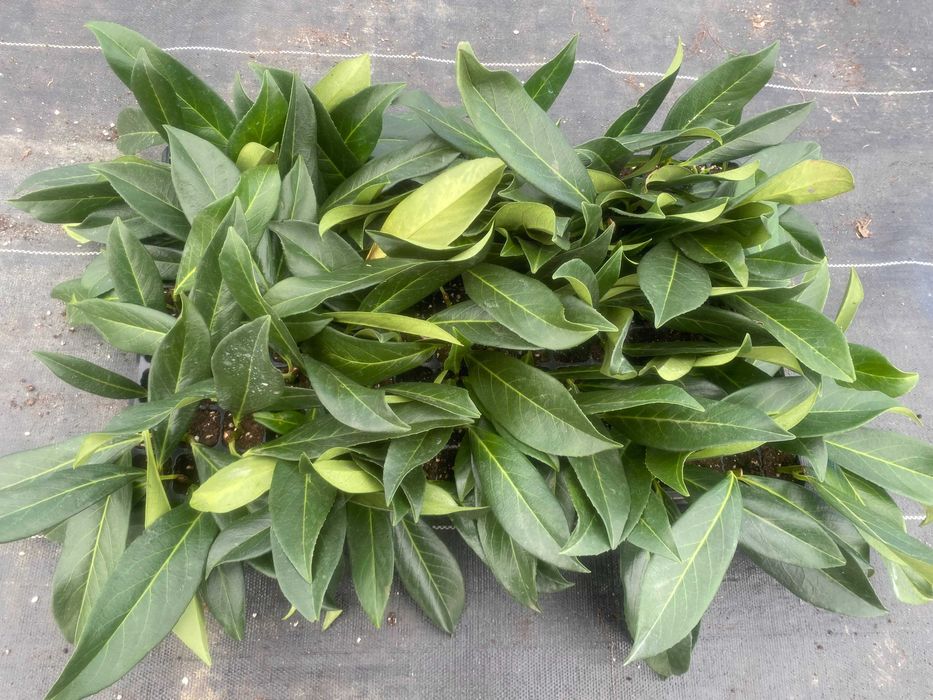 Laurowiśnia wschodnia! Sadzimy! 200 cm! Dowozimy! Novita! Caucasica!