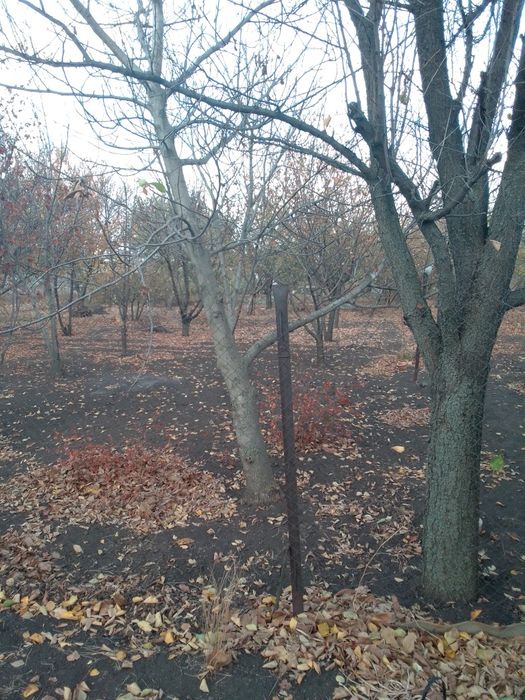 Продам виноградник