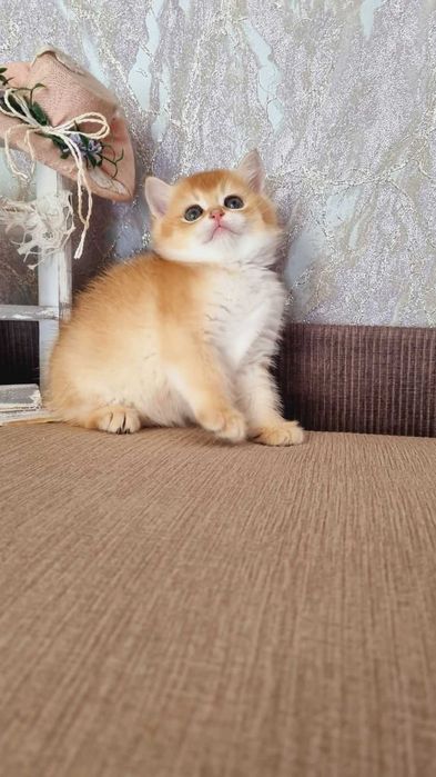Британський хлопчик Кузя