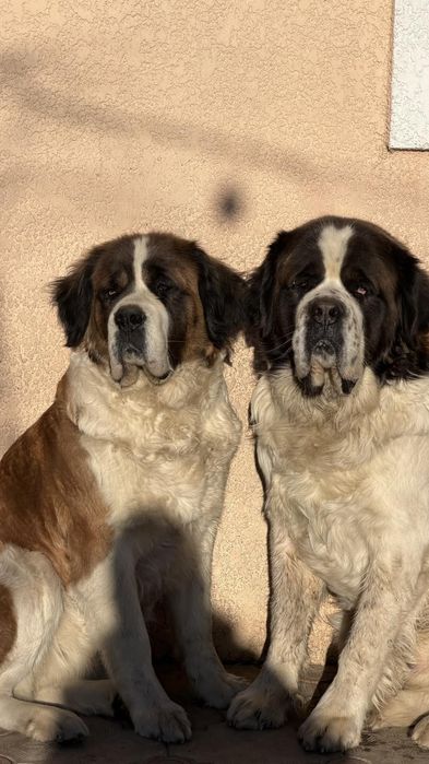 Продам Щенков  Сенбернара