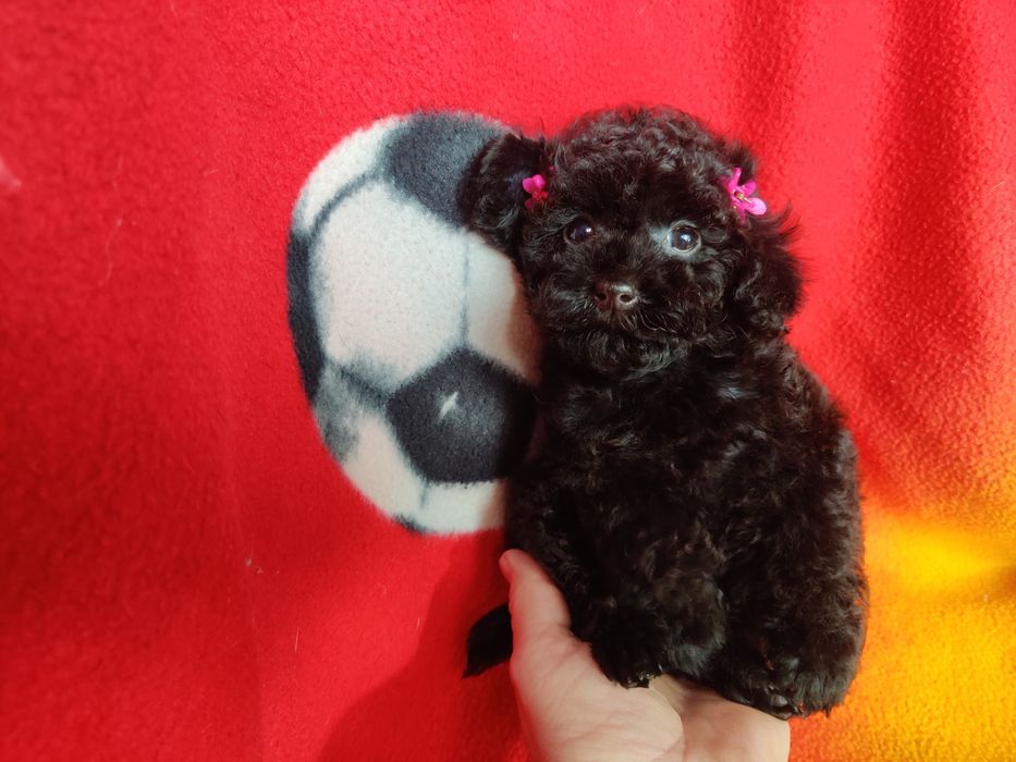 Девчушка Той Пуделя