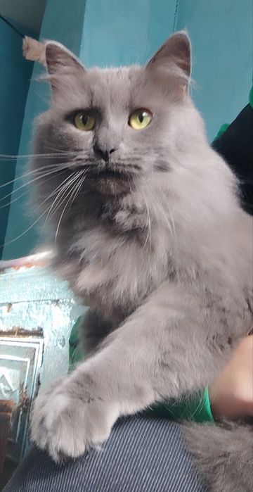 Дуже красивому котику породи Нібелунг терміново потрібен дім!