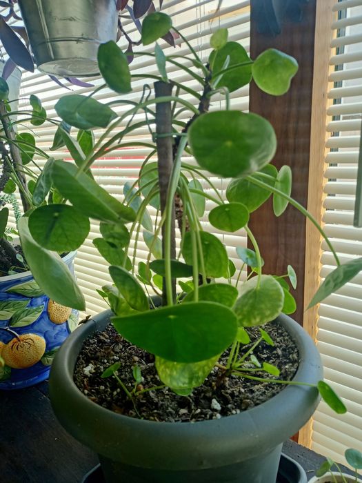 A Pilea peperomioides é conhecida como planta chinesa do dinheiro