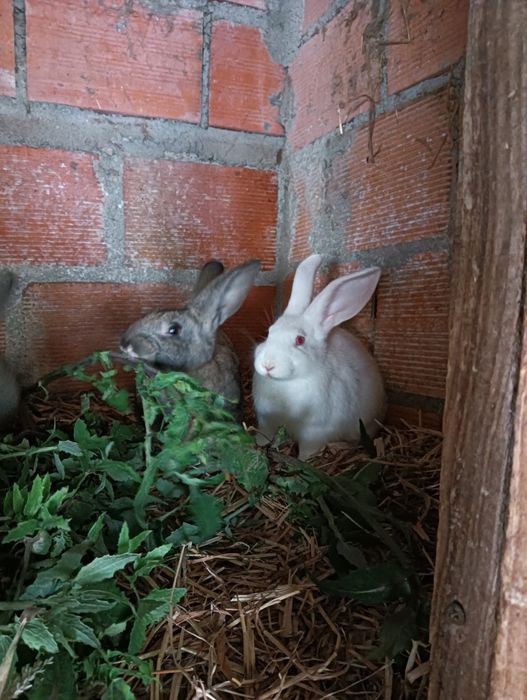 Coelhos caseiros