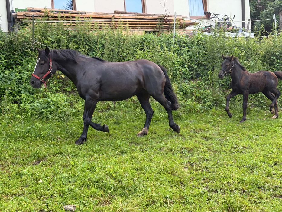 Klacz  SP ze źrebakiem