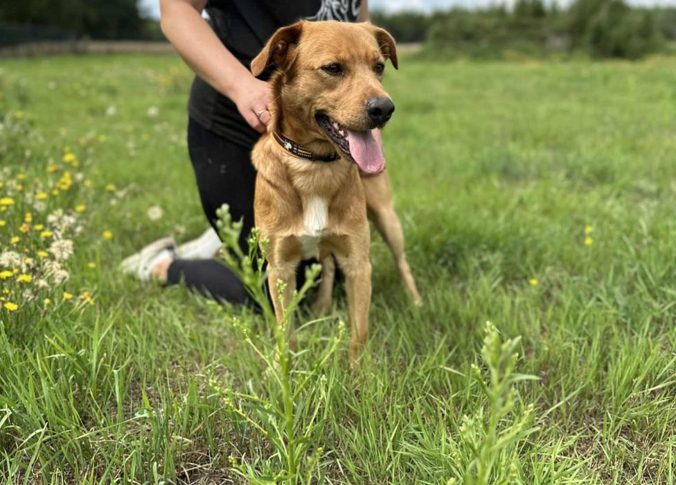 Młody,  energiczny, towarzyski.  1.5 roczny psiak szuka domu