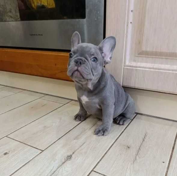 лиловые и голубые малыши