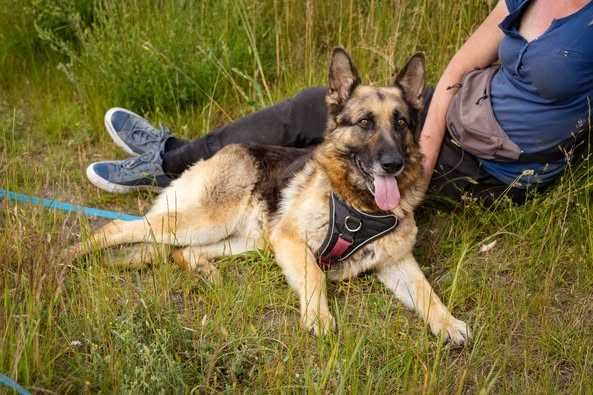 Przyjazna Saba w typie owczarka niemieckiego szuka domku