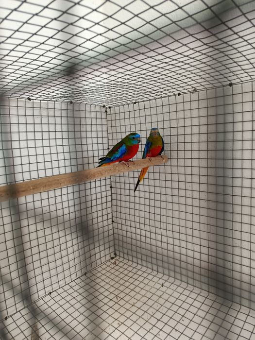 Casal de Neophemas Pulchellas (Turquoisines) para Cedência